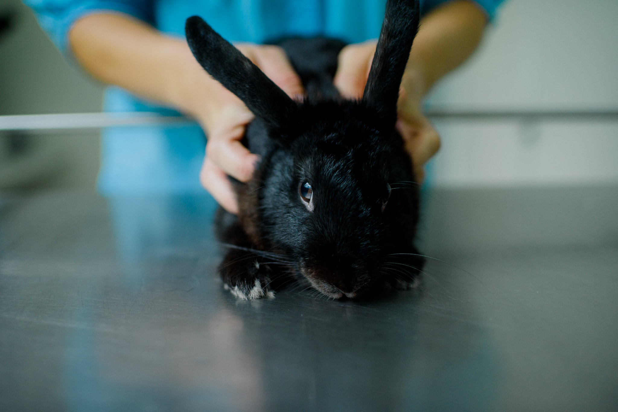 Rabbits Vaccinations Pacific Vet Care