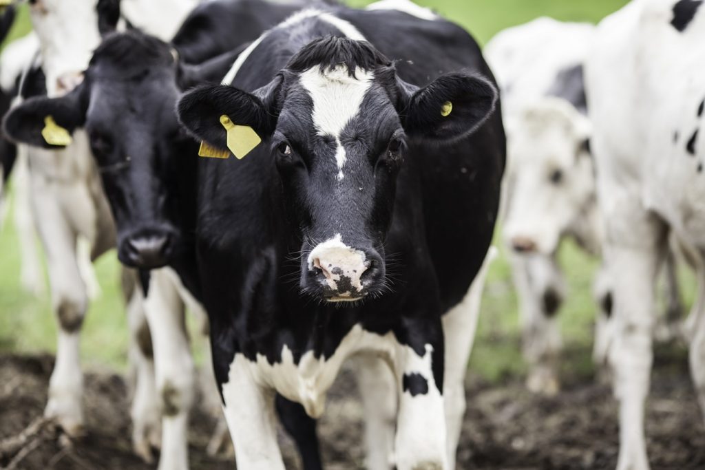 Cows - Worming - Pacific Vet Care