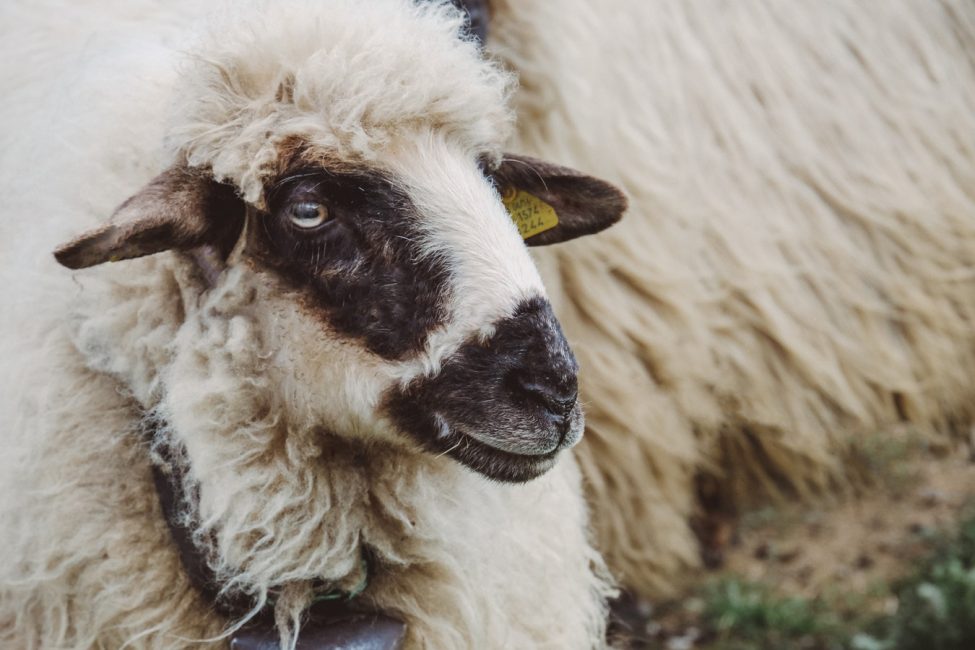 Sheep - Vaccinations - Pacific Vet Care